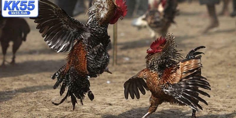 Quy định cá cược trong trận đấu cựa dao Quy định cá cược trong trận đấu cựa dao